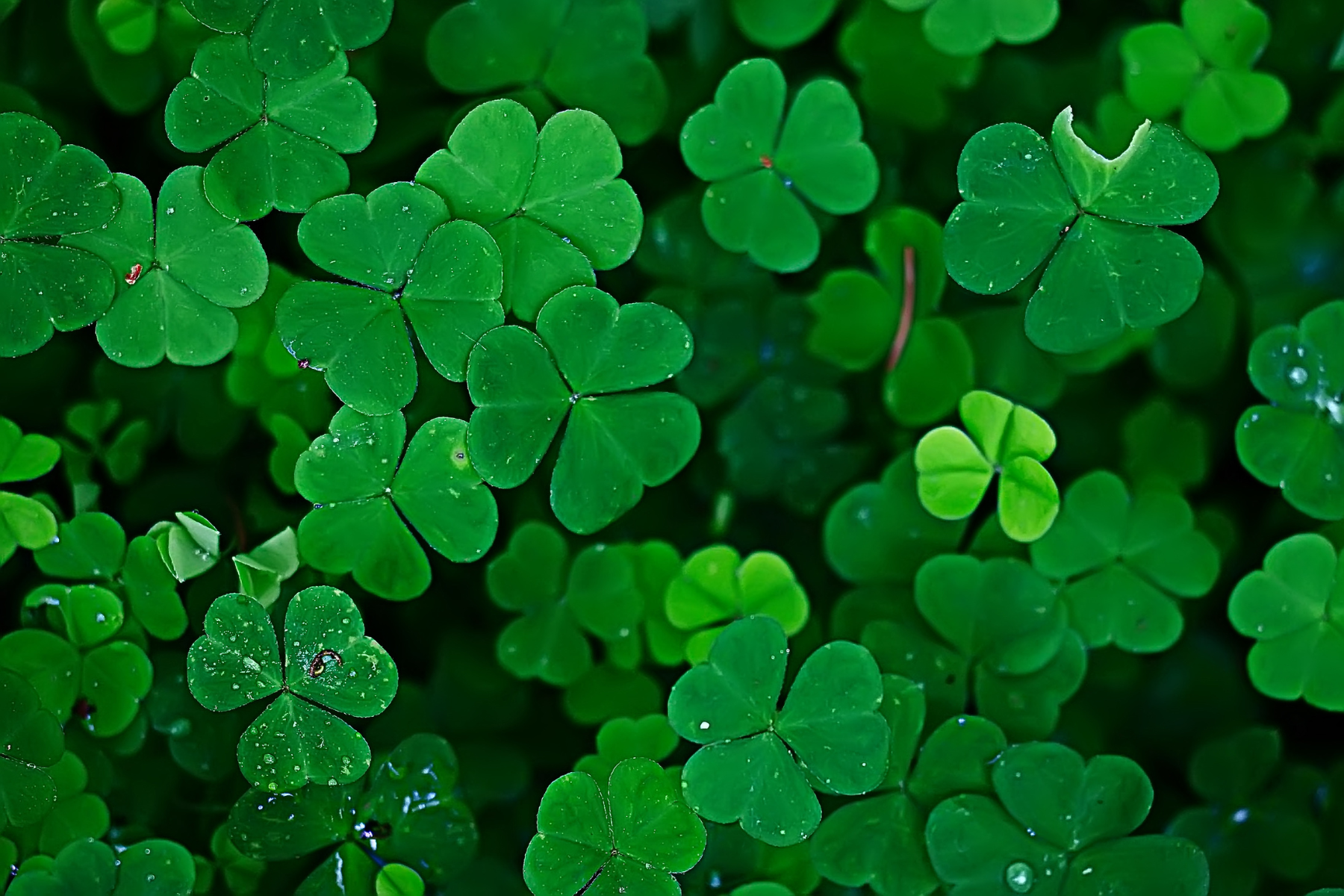 That four-leaf clover you found may not be a four-leaf clover