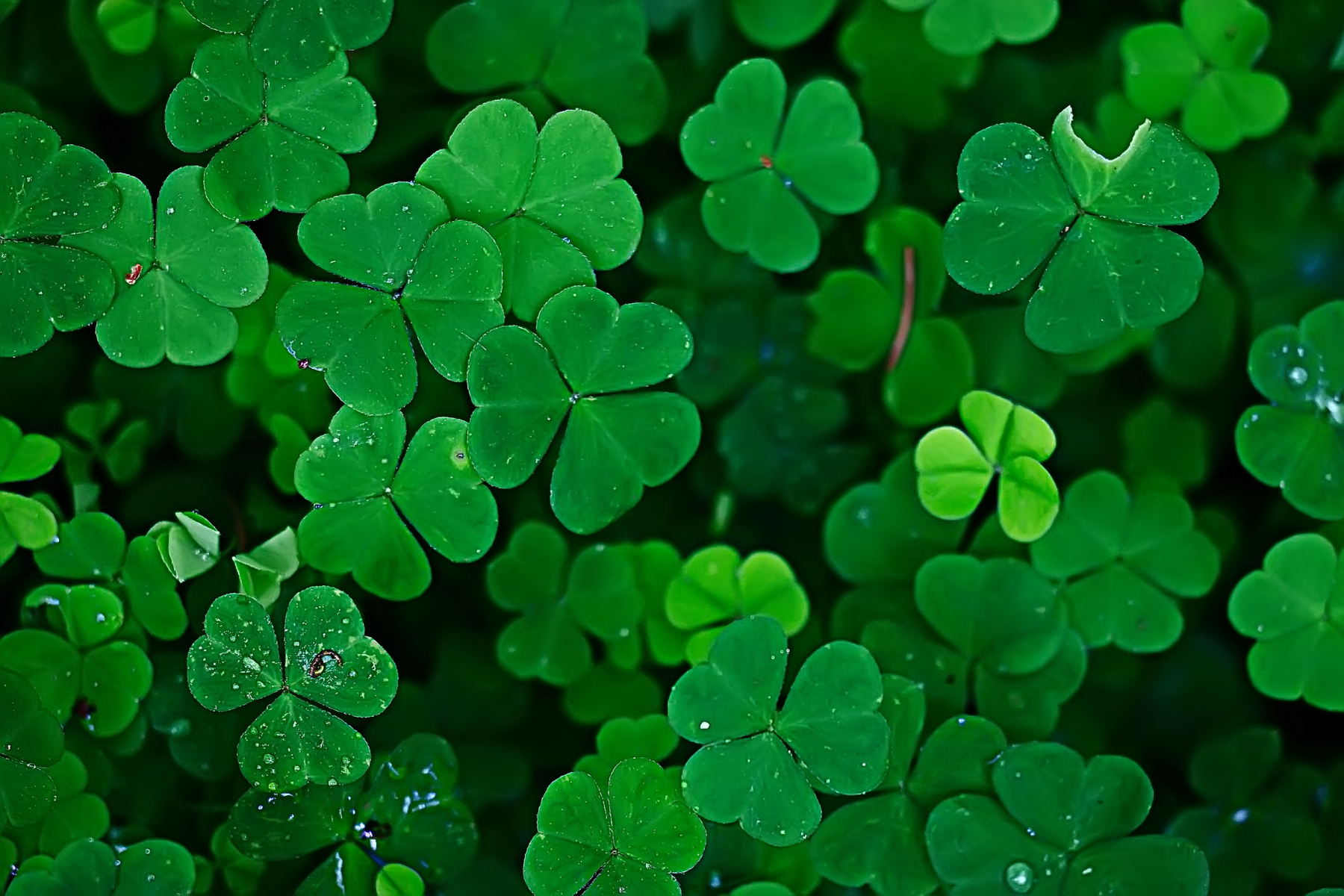 Shamrock vs. Four Leaf Clover: What's the Difference? – Sophistiplate LLC